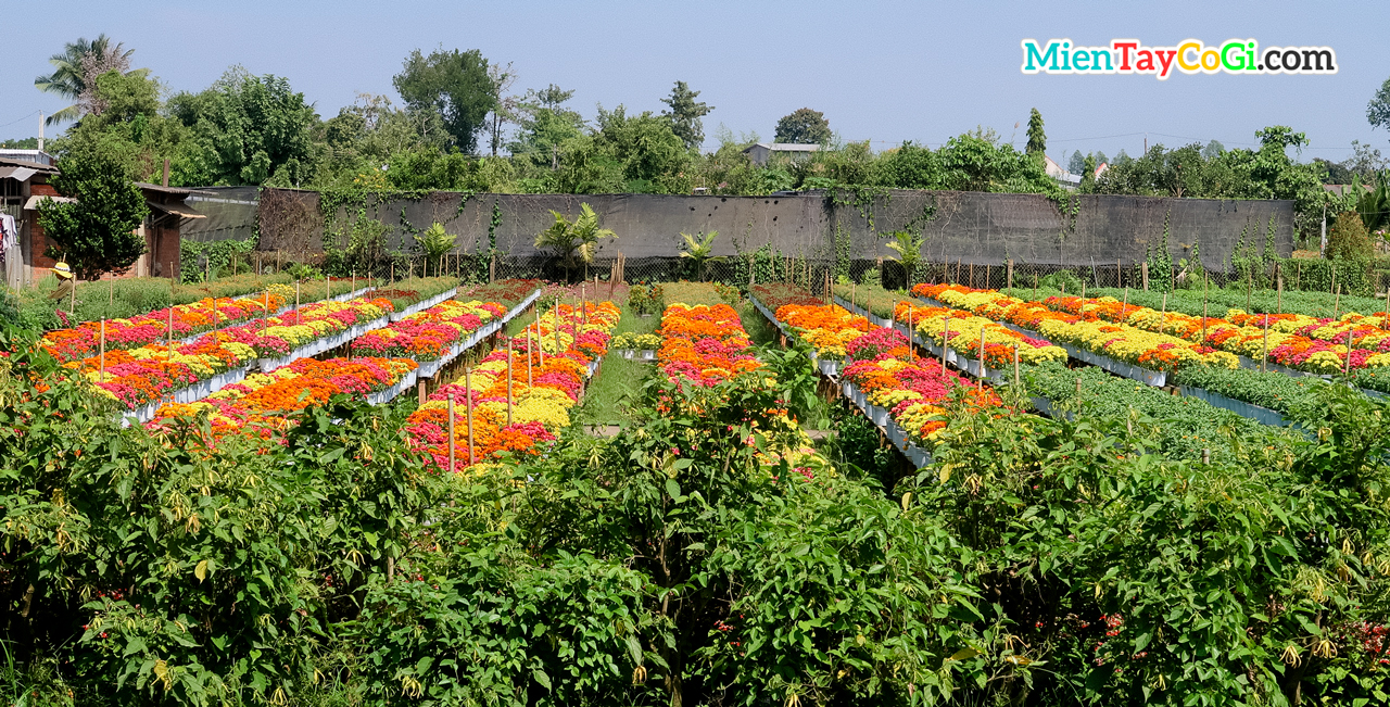 Coloful flowers make the viewers flutter in Dong Thap