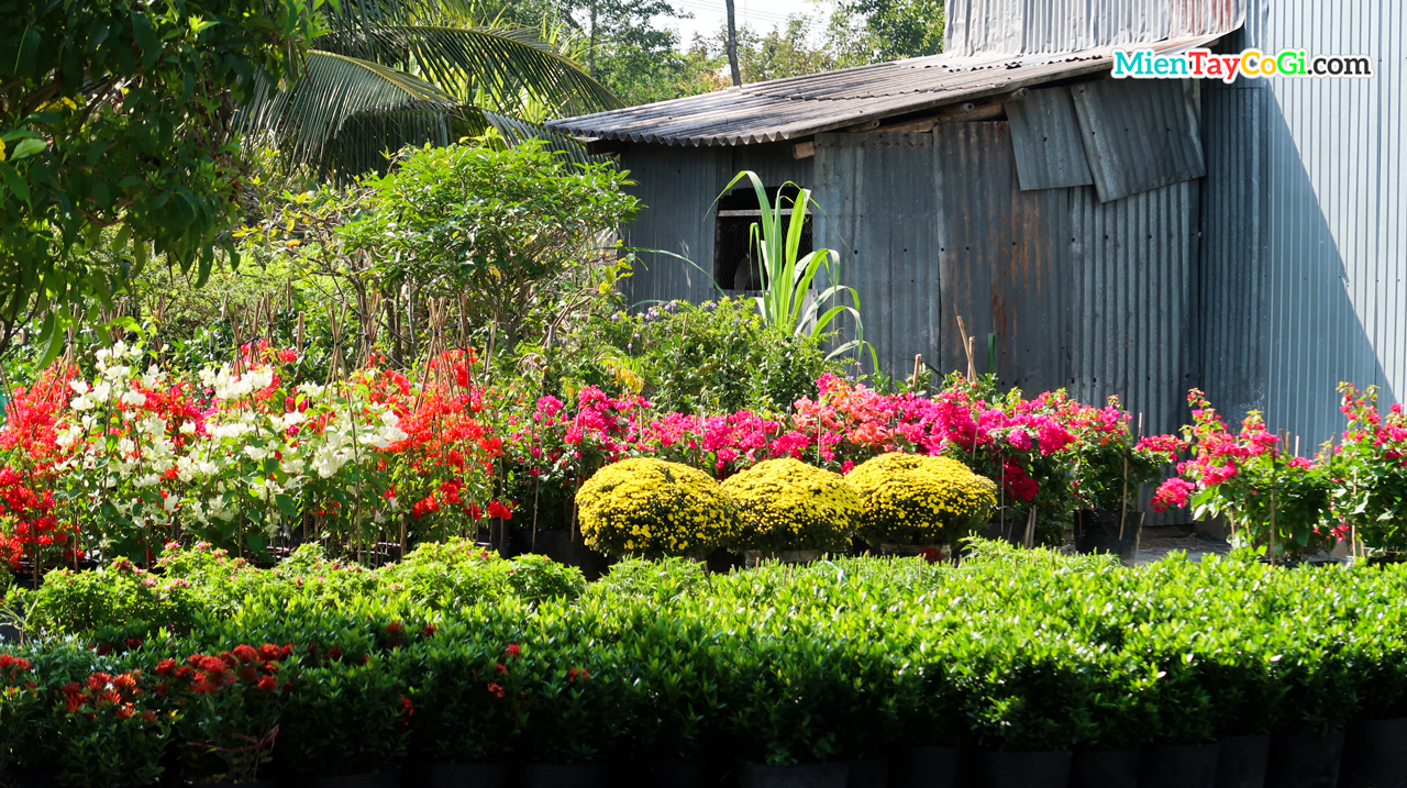 The farmer's house is filled with colorful flowers