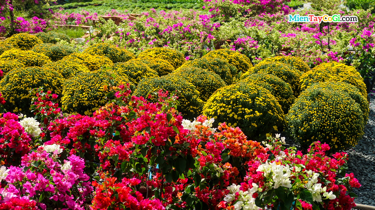 Vibrant colors of flower pots on display