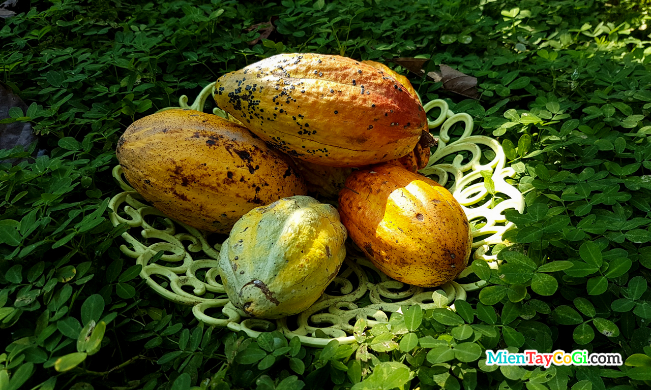 Cacoa fruits