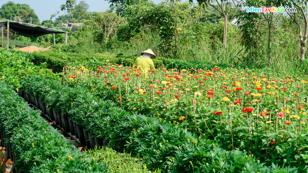 Trồng hoa ở làng hoa miền Tây