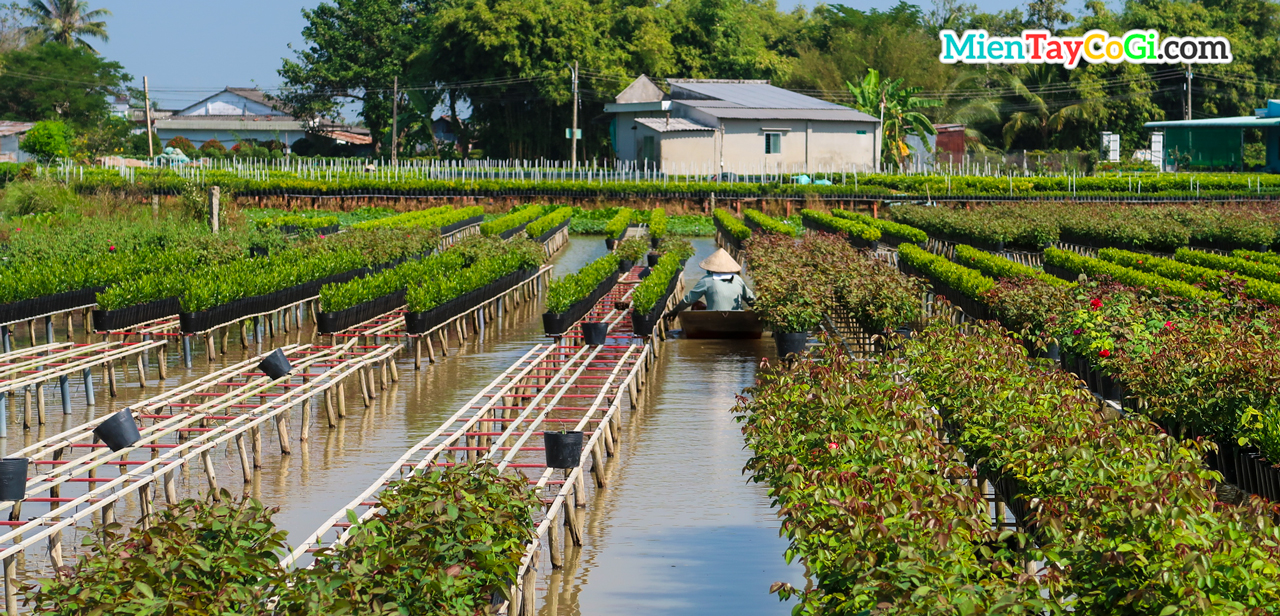 Planting flowers on the pond