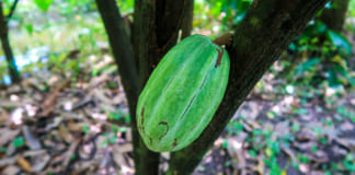 Muoi Cuong Cocoa Farm | How to go | Learn about chocolate making Trái ca cao trên cây