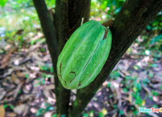 Vườn Ca Cao Mười Cương Cần Thơ | Cách đi | Giá vé | Tìm hiểu socola Trái ca cao trên cây