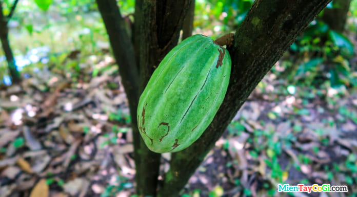 Vườn Ca Cao Mười Cương Cần Thơ | Cách đi | Giá vé | Tìm hiểu socola Trái ca cao trên cây