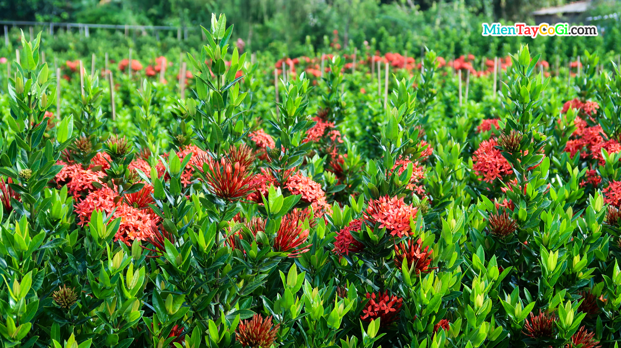 Ixora flower garden