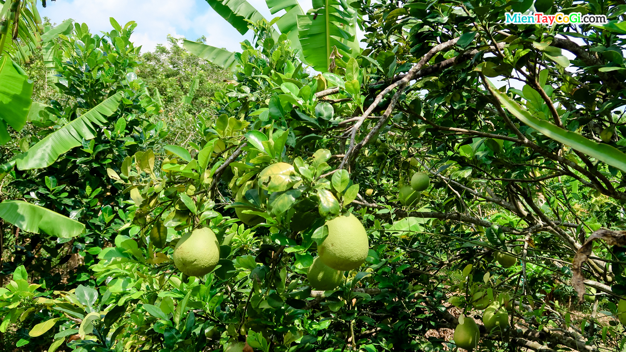 Vườn bưởi Cồn Sơn