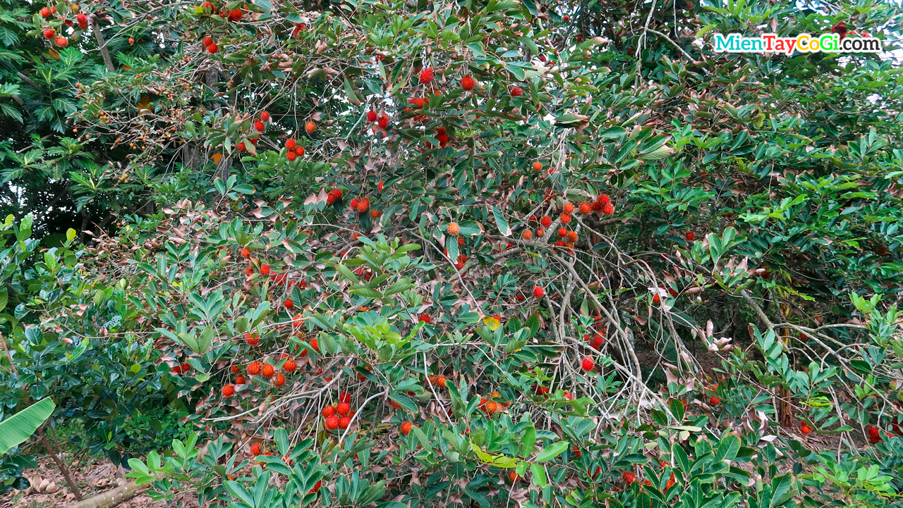 Rambutan garden Son Islet