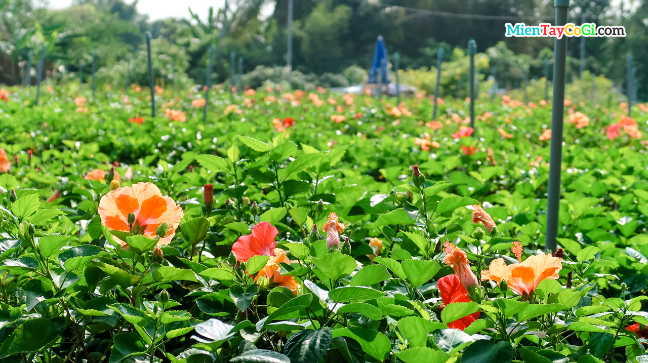 Hibiscus flower garden in Sa Dec flower village