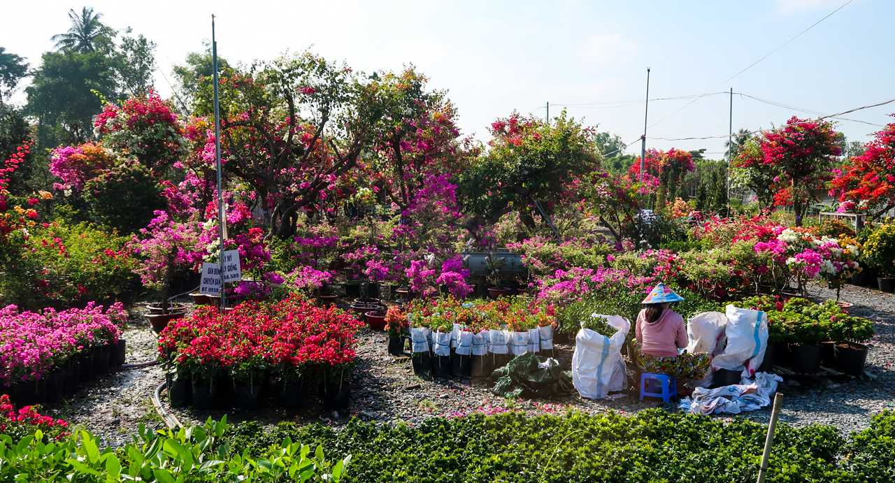 Vườn hoa giấy Làng hoa Sa Đéc