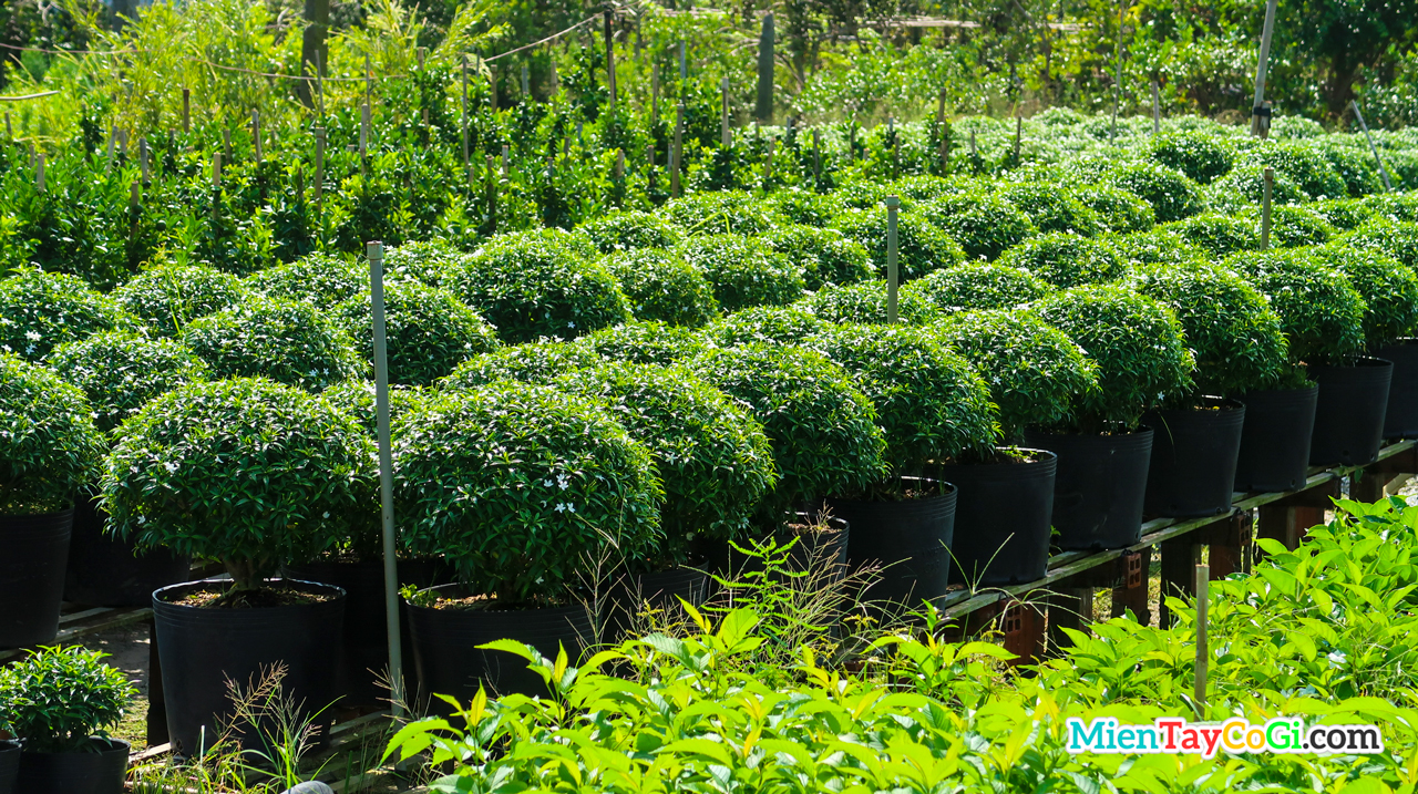 Wrightia Religiosa Bonsai garden