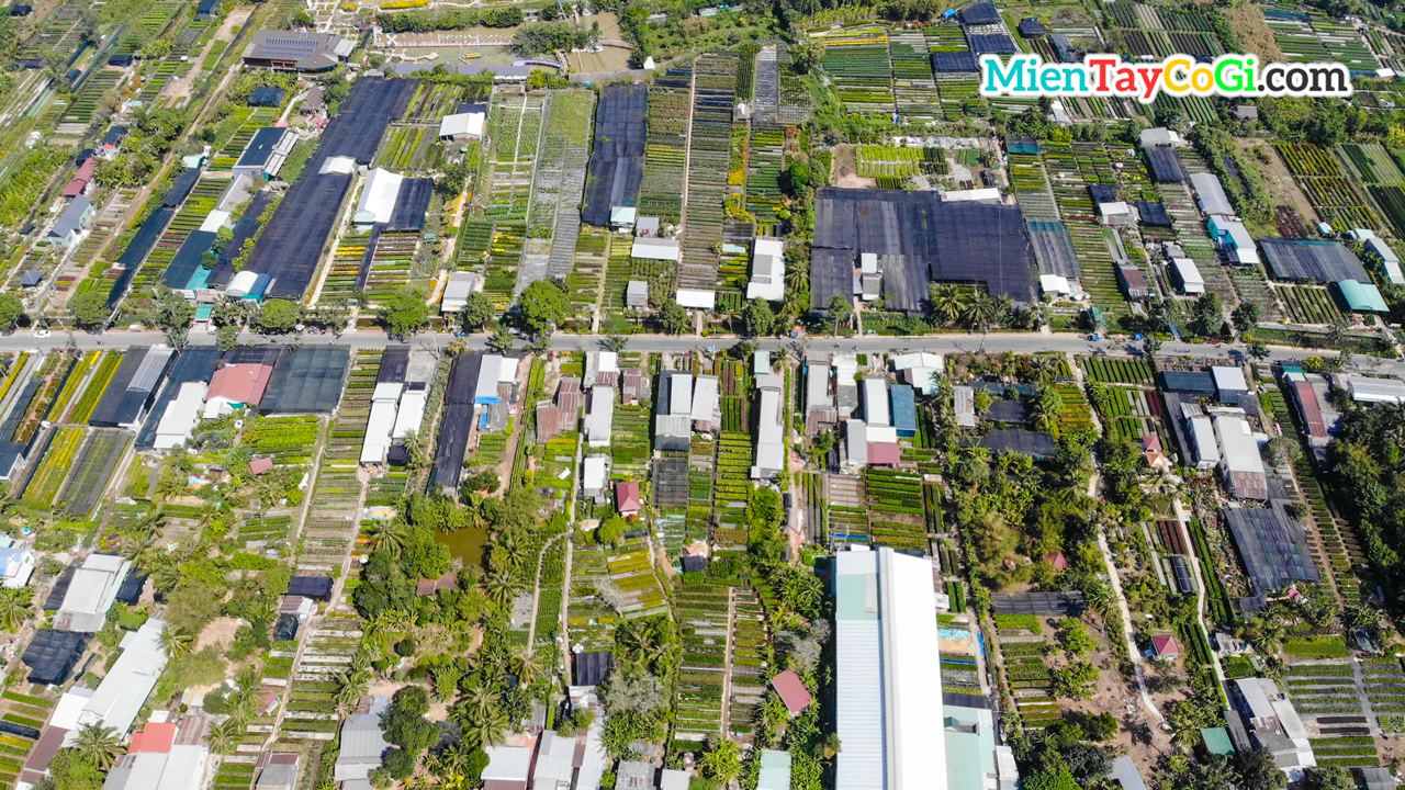 Flower garden from above