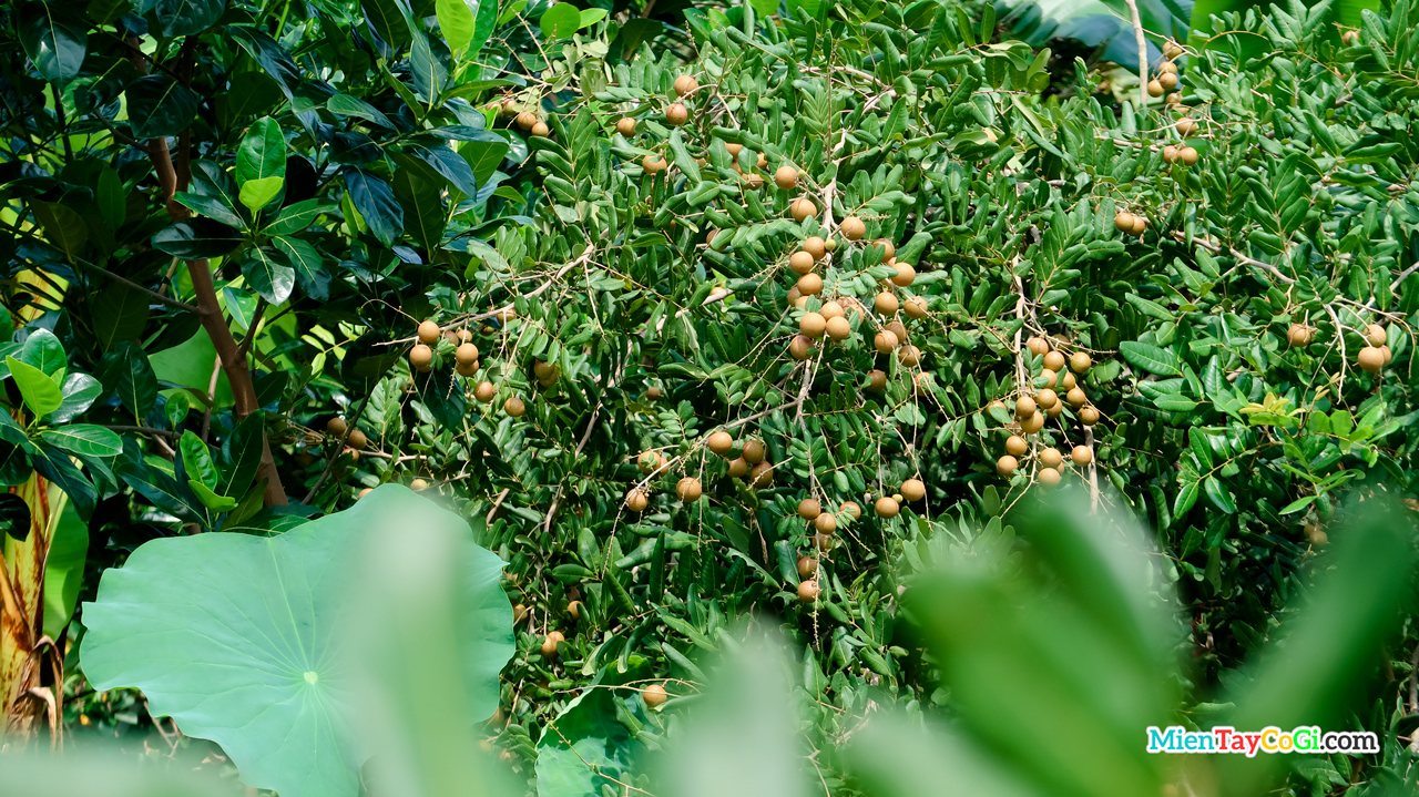 Son Islet longan garden