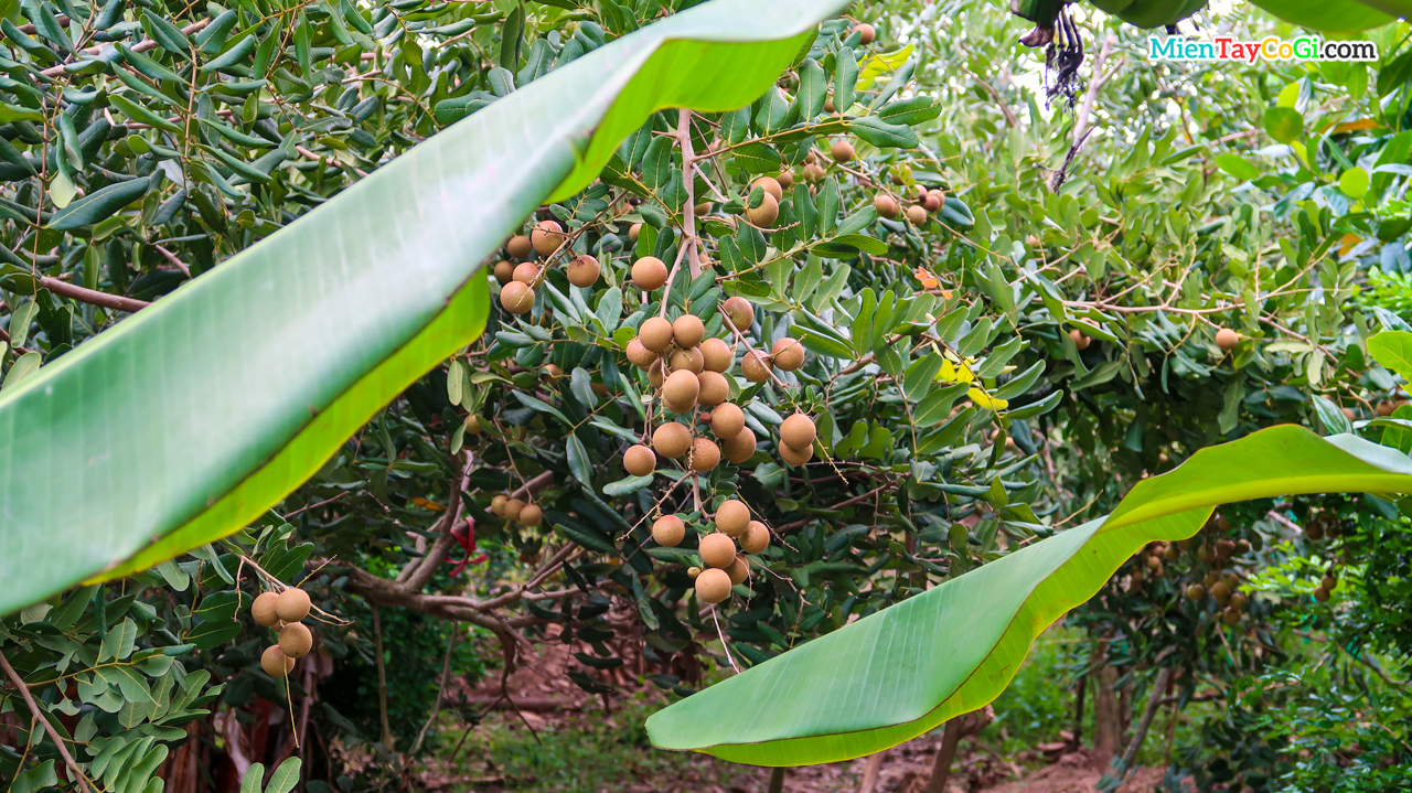 Good Longan orchard in Son Islet