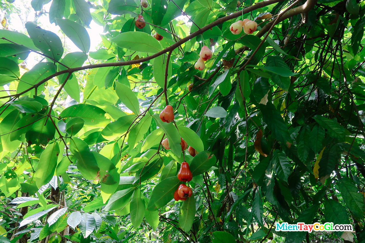 Vườn ca cao Mười Cương có xen canh một vài loại trái cây