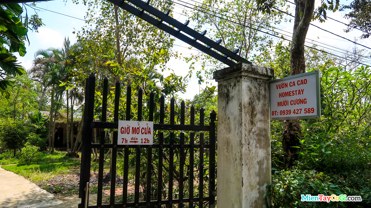 Vườn ca cao Mười Cương là vườn đầu tiên ở Việt Nam về trồng ca cao