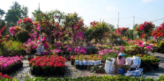 Sa Dec Flower Village 2020? Latest photos | Travel experience Vườn hoa giấy Làng hoa Sa Đéc