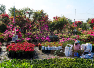 Làng Hoa Sa Đéc 2021 có gì | Hình ảnh mới | Kinh nghiệm du lịch | Giá vé Vườn hoa giấy Làng hoa Sa Đéc