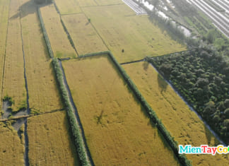 Mùa lúa chín miền Tây | Bộ ảnh flycam siêu ĐẸP | Tháng mấy lúa chín Cánh đồng lúa chín vàng miền Tây