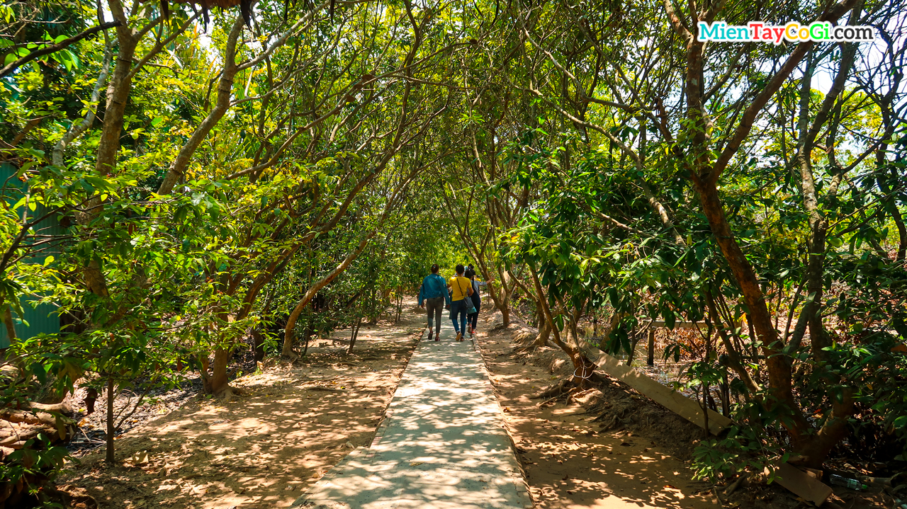 Walk under the green trees in Con Phung and Con Thoi Son