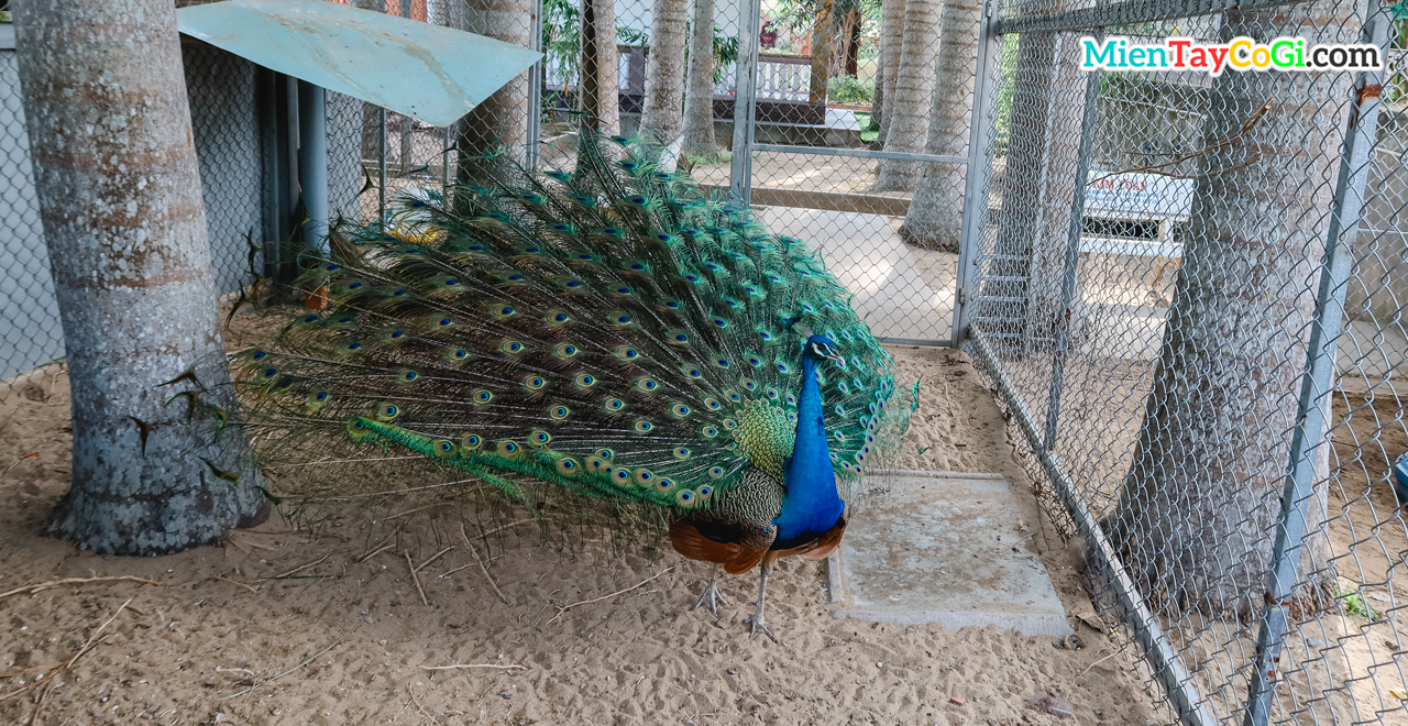 Chim công được nuôi ở thiền viện Trúc Lâm Phương Nam