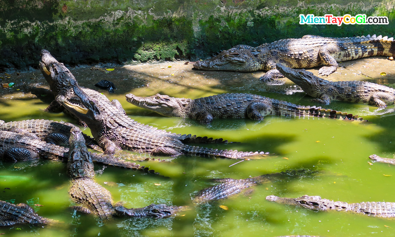 Cá sấu chờ đợi mồi câu