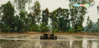 Hình ảnh nông dân trục và xới đất | Ruộng lúa miền Tây | Vụ Hè Thu Máy trục đất