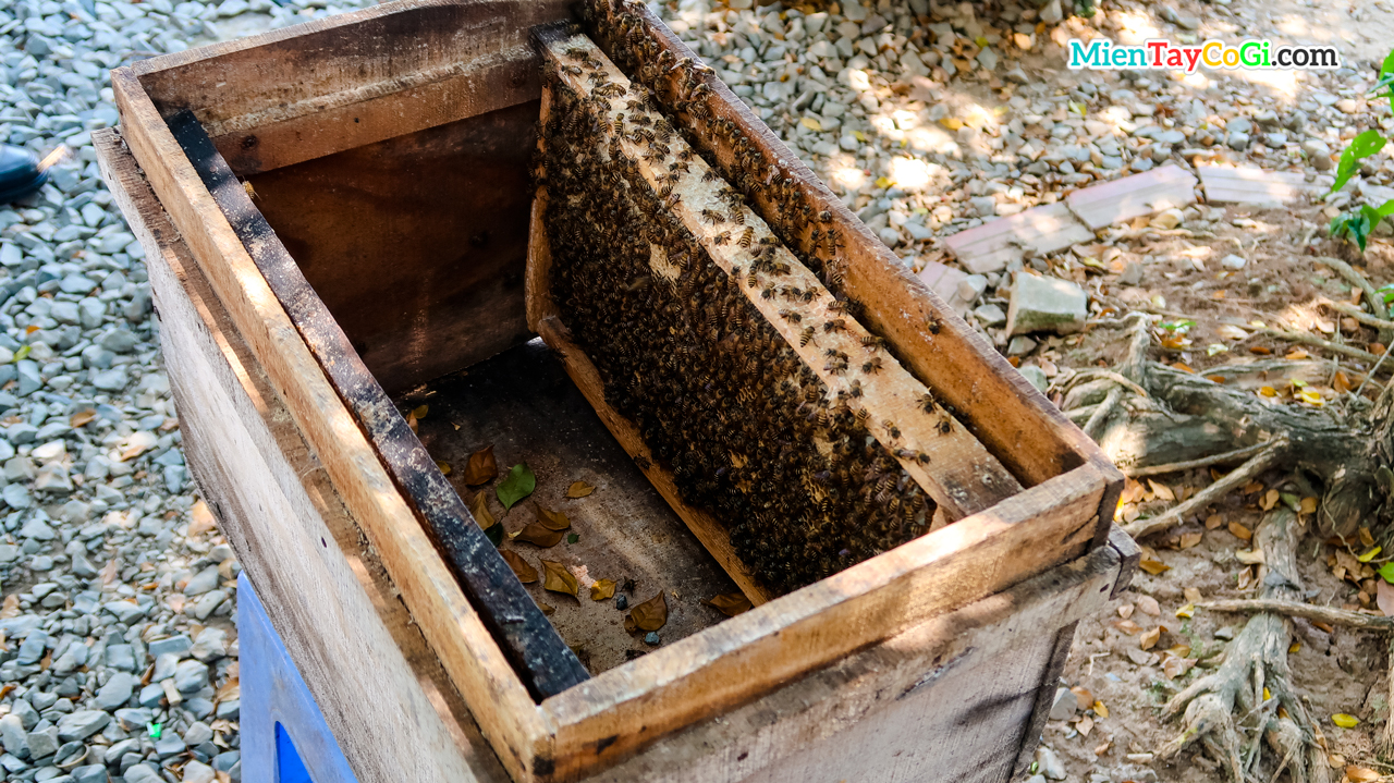 Tổ ong nuôi ở Cồn
