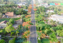 Con đường hoa Phượng tại miền Tây | Flycam | Màu rực đỏ suốt quốc lộ Hoa phượng nở rộ cả một con đường dài