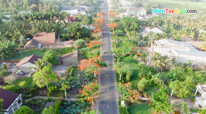 Con đường hoa Phượng tại miền Tây | Flycam | Màu rực đỏ suốt quốc lộ Hoa phượng nở rộ cả một con đường dài