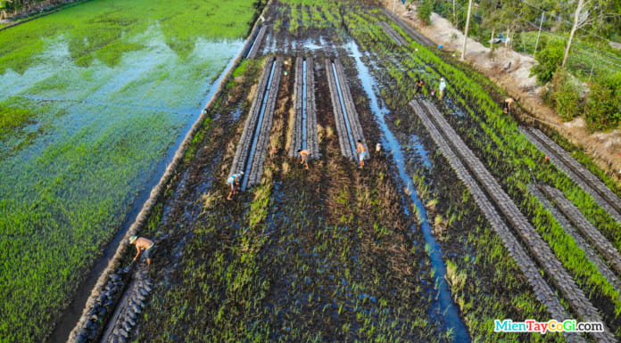 Hình ảnh nông dân miền Tây đắp ruộng Flycam | Chuẩn bị trồng lúa Đắp đất ruộng miền Tây