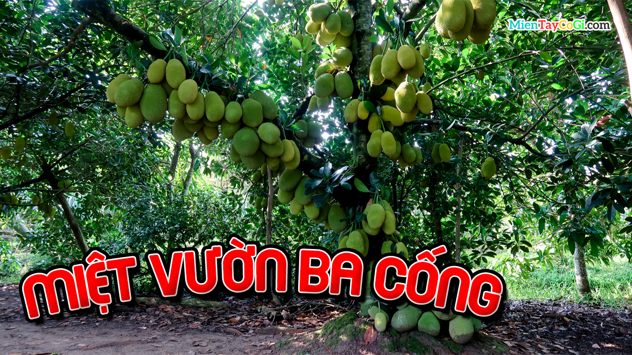 Miệt vườn Ba Cống