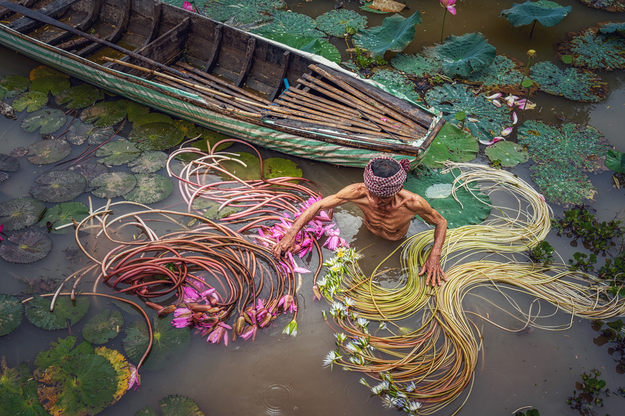 Nông dân thu hoạch sen ở An Giang