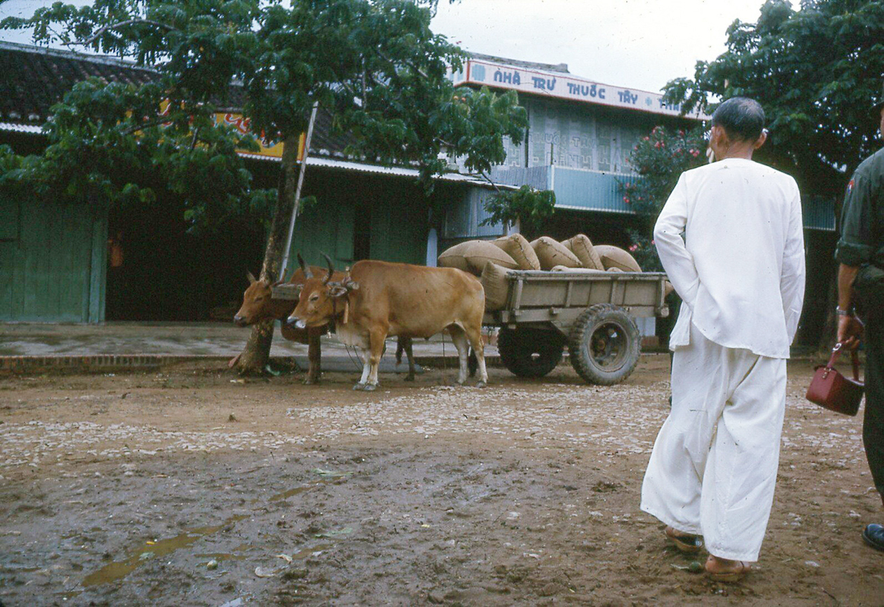Xe bò chở lúa ở Cà Mau năm 1962