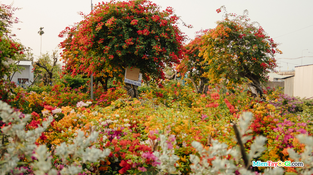 Vườn chậu hoa giấy to lớn ở Làng hoa Sa Đéc năm nay