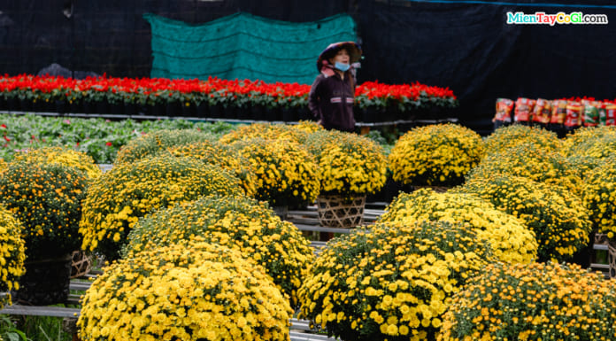 Địa điểm du lịch Đồng Tháp HẤP DẪN nhất hiện nay Những chậu cúc mâm xôi rực rỡ sắc vàng ở làng hoa Sa Đéc 2021