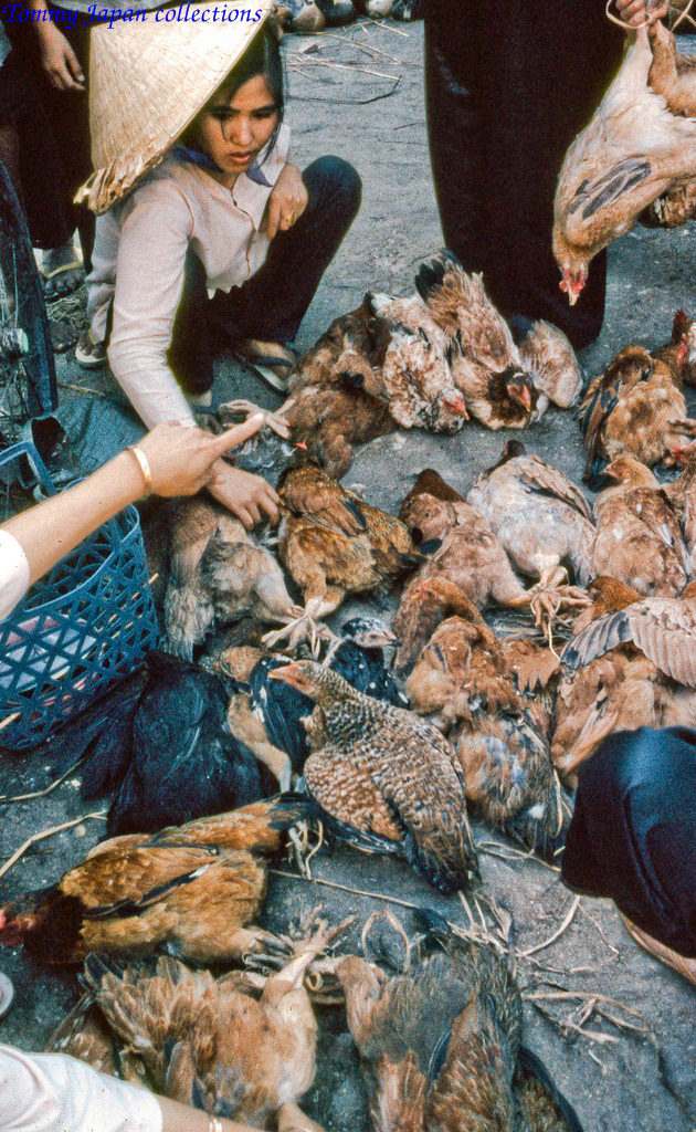 Bán gà Chicken Dinners chợ Mỹ Tho năm 1969 | Photo by Lance Cromwell