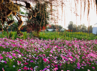 Vườn Hoa Tam Giác Mạch Cần Thơ 2021 | Đường đi | Giá vé | Hướng dẫn Vườn hoa Tam Giác Mạch Cần Thơ 2021