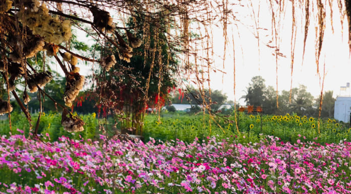 Vườn Hoa Tam Giác Mạch Cần Thơ 2021 | Đường đi | Giá vé | Hướng dẫn Vườn hoa Tam Giác Mạch Cần Thơ 2021