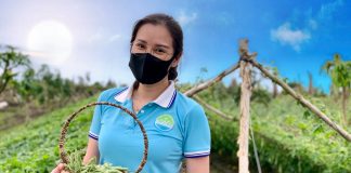 Mô hình cho thuê đất trồng rau Cần Thơ Eco Farm Mô hình cho thuê đất trồng rau ở Cần Thơ Eco Farm