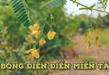 Bông Điên Điển – Hương vị miền Tây mùa nước nổi Bông điên điển miền Tây mùa nước nổi