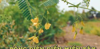 Bông Điên Điển – Hương vị miền Tây mùa nước nổi Bông điên điển miền Tây mùa nước nổi