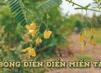 Bông Điên Điển – Hương vị miền Tây mùa nước nổi Bông điên điển miền Tây mùa nước nổi