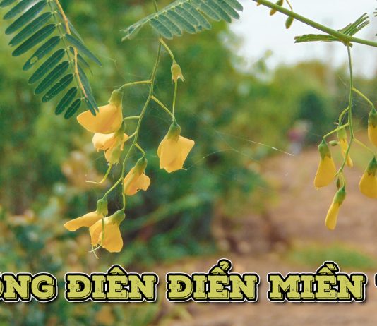 Bông Điên Điển – Hương vị miền Tây mùa nước nổi Bông điên điển miền Tây mùa nước nổi