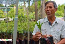 Vườn cây giống Chợ Lách Nguyễn Văn Bình – Thủ phủ cây giống Bến Tre Vườn cây giống Chợ Lách Nguyễn Văn Bình