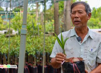 Vườn cây giống Chợ Lách Nguyễn Văn Bình – Thủ phủ cây giống Bến Tre Vườn cây giống Chợ Lách Nguyễn Văn Bình